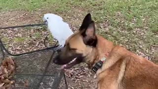 Malinois kisses a cockatoo