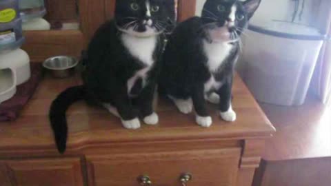 Woman Makes Twin Cats Look Like They're Responding With Treats