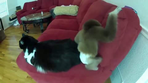 Funny Fights Monkey VS Cat