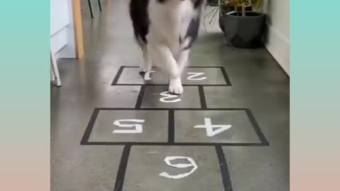 Funny dog trick