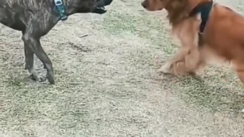 Funny dog fight video