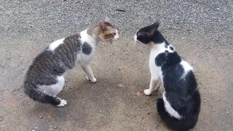 Cats Fighting with sound - Exclusive Video (Play with full sound)