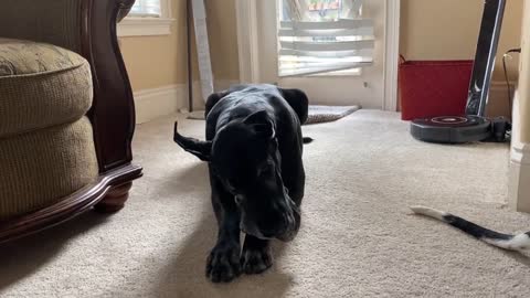 Innocent great dane gets caugth