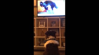 Border Collie adora ver a otros perros en la televisión