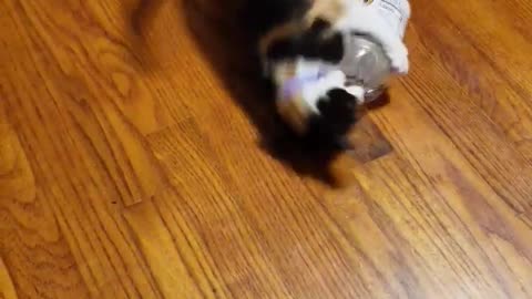 Kitten vs. bottle