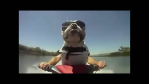 surfing dog -- Do you think it's real ?? Watch it !! funny video