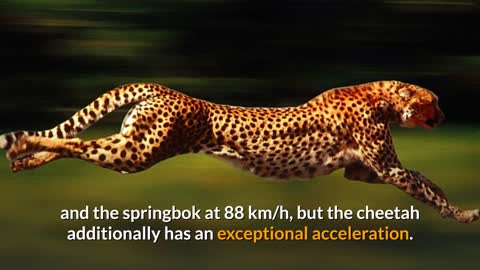 Cheetah Facts 101