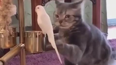 pet cat playing with parrot