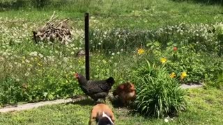 Beagle tries to befriend a two grumpy chickens