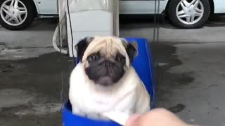 Pug Swings Towards Treat