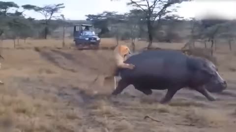 Lion's Failed Hunt Is Prevented By Hippo - Great Battle Of Lion Attack Hippo-13