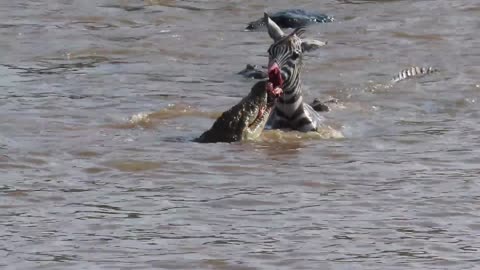 Zebra's face ripped off by crocodiles crossing Mara river on Safari in Kenya