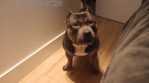 This adorable American Bully