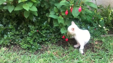 A-white-kitten-playing-with-a-flowering-plant