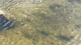 Humber River James Gardens Toronto minnows