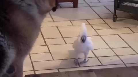 This dog got fired by a bird 😆 🤣!