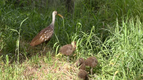 Limpkins in Florida wetlands. Parent and chicks.
