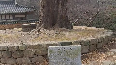 330 year old ginkgo tree