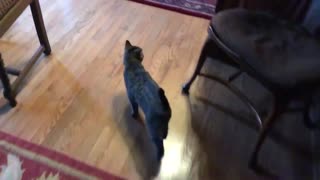 December 29, 2018 - Belle Bells The Cat Sees the First Floor for the First Time