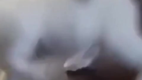 VIDEO OF A CAT DANCING TO THE RHYTHM OF THE MUSIC