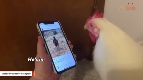 Chicken raised for meat is convinced he's a dog 23