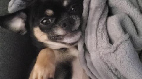 Majin Buu The teacup Chihuahua who just woke up with a smile on his face