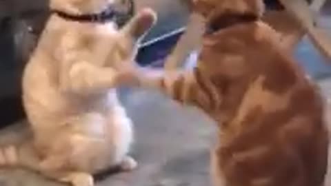 Charming cats having fun