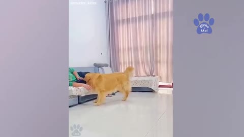 Cães e gatos engraçados brincando