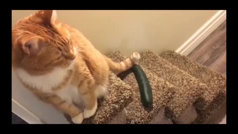 Funniest cat video on the internet#funny dogs and cats video