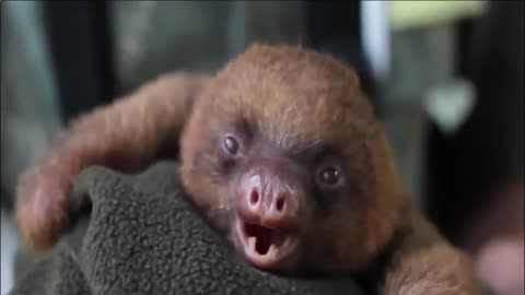 As sloth yawns funny fails video clip💥💥