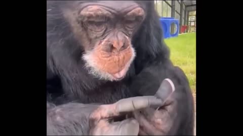 Funny Chimpanzee Moments Funny Monkeys #monkeymadness #funkymonkeys #memes #monkeybaby #cutemonkeys #mymonkey #monkeybusiness #orangutans #scimmia #coolmonkeys #singe #macaco #ma #opice #cuteanimals #chimp #monkeymonday #affe #monkeyforest #littlemonkey #