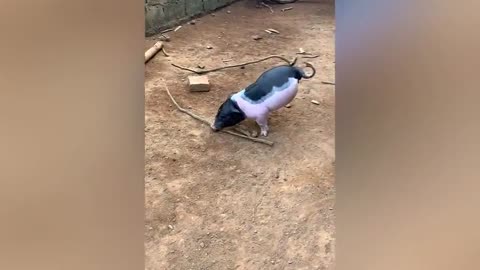 Pig born with 2 legs in southern China has learnt to walk on its front limbs