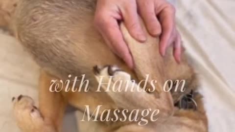 Massage and Energy Work for Pets