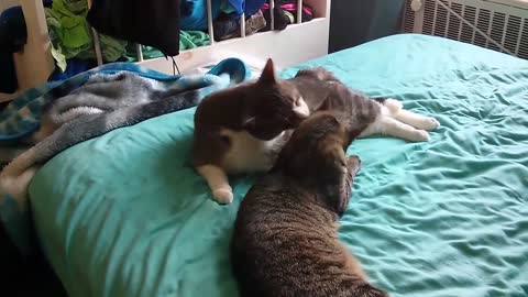 Cat grooming leads to funny fight