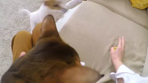 POV shot of woman playing with excited jack russel terrier dog and petting beautiful Abyssinian cat