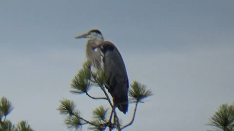 Great Blue Heron