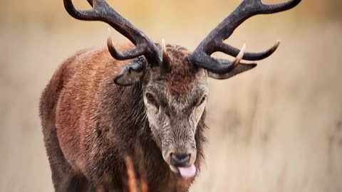 "Deer Delights: Moments of Serenity in Nature"