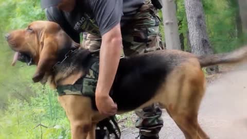 These Are 10 Ultimate Military And Police Dog Breeds