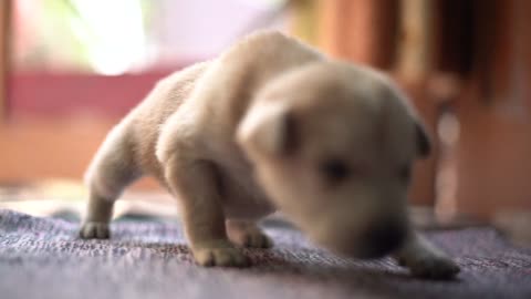 My first Puppy Steps