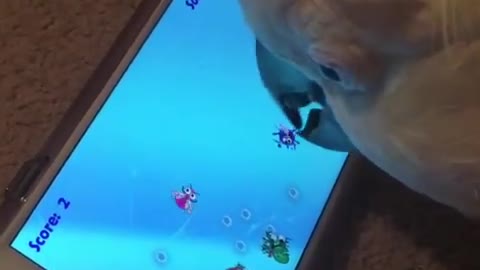 Gamer cockatoo plays video game on smartphone