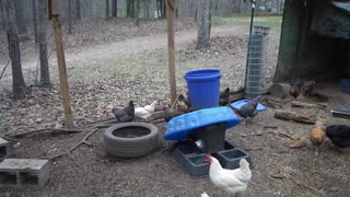 Chickens resort to barbarism over bangers (with no mash).