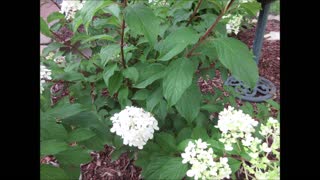 Beautiful Blooms Hydrangea July 2021