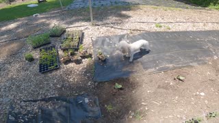 Puppy VS Plant - SUPER CUTE