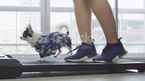 puppies work out