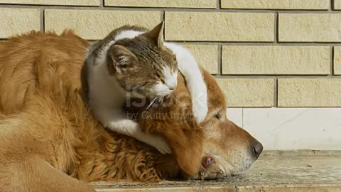 مشاكسات قطة تلعب بأذن الكلب Quarrels of a cat playing with a dog's ear