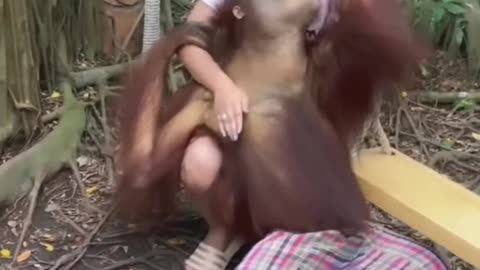 Photo with orangutan | Safari World Bangkok | Chimpanzee flirting with girl | photo with chimpanzees