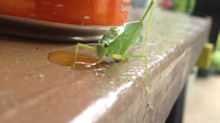 Katydid Gets By With A Little Help From Her Friends
