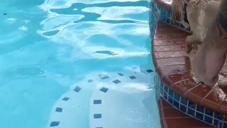 Golden Puppies swimming in pool