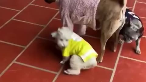 funny dog videos#8!!!