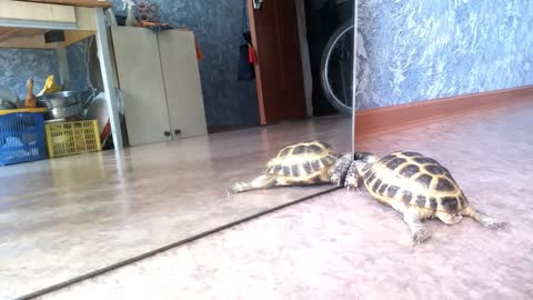 Turtle attempts to make contact with mirror reflection